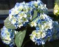   lyse blå Hage blomster Vanlig Hortensia, Bigleaf Hortensia, Fransk Hortensia / Hydrangea hortensis Bilde