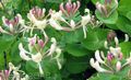   rosa I fiori da giardino Caprifoglio / Lonicera caprifolium foto