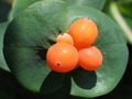   weiß Gartenblumen Geißblatt / Lonicera caprifolium Foto