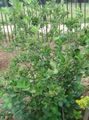   hvid Have Blomster Sort Chokeberry / Aronia Foto