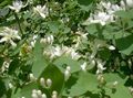   hvid Have Blomster Tatarian Kaprifolium / Lonicera tatarica Foto