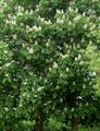   бял Градински цветове Конски Кестен, Conker Дърво / Aesculus hippocastanum снимка