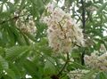   branco Flores do Jardim Castanha, Árvore Conker / Aesculus hippocastanum foto
