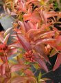   gul Have Blomster Sydlige Bush Kaprifolium, Mountain Bush Kaprifolium / Diervilla Foto
