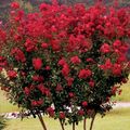   červená Zahradní květiny Krep Myrta / Lagerstroemia indica fotografie