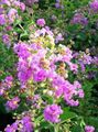   lila Vrtno Cvetje Krep Mirte / Lagerstroemia indica fotografija