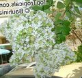   იასამნისფერი ბაღის ყვავილები Crape მირტი, კრეპი მირტი / Lagerstroemia indica სურათი