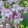   rose les fleurs du jardin Baie Beauté / Callicarpa Photo