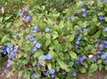   μπλε Λουλούδια κήπου Leadwort, Σκληραγωγημένο Μπλε Γραφίτης / Ceratostigma φωτογραφία