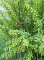   żółty Ogrodowe Kwiaty Kwaśnica / Berberis zdjęcie