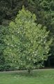   ホワイト 庭の花 鳩の木、ゴーストツリー、ハンカチの木 / Davidia involucrata フォト