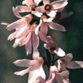   розов Градински цветове Бяло Forsythia, Корейски Abelia / Abeliophyllum distichum снимка