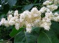   білий Садові Квіти Бузок Амурський (Тріскун Амурський) / Syringa amurensis Фото