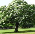   ホワイト 庭の花 南部キササゲ、カトーバ、インドの豆の木 / Catalpa bignonioides フォト