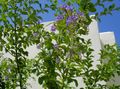   γαλάζιο Λουλούδια κήπου Χρυσή Σταγόνα Δροσιάς, Ουρανός Λουλούδι, Περιστέρι Μούρο / Duranta erecta, Duranta plumieri φωτογραφία