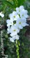   λευκό Λουλούδια κήπου Χρυσή Σταγόνα Δροσιάς, Ουρανός Λουλούδι, Περιστέρι Μούρο / Duranta erecta, Duranta plumieri φωτογραφία