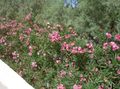   rózsaszín Kerti Virágok Leander / Nerium oleander fénykép