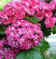   ροζ Λουλούδια κήπου Midland Hawthorn / Crataegus φωτογραφία