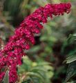   czerwony Ogrodowe Kwiaty Butterfly Bush, Latem Bzu / Buddleia zdjęcie