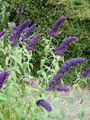  blau Gartenblumen Schmetterlingsstrauch, Sommerflieder / Buddleia Foto
