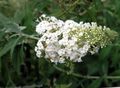   branco Flores do Jardim Arbusto De Borboleta, Lilás Verão / Buddleia foto
