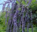   šviesiai mėlynas Sodo Gėlės Drugelis Krūmas, Vasaros Alyvinė / Buddleia Nuotrauka