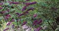   violetinė Sodo Gėlės Drugelis Krūmas, Vasaros Alyvinė / Buddleia Nuotrauka