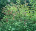   rosso I fiori da giardino Anziano Comune, Sambuco A Bacca Rossa / Sambucus foto