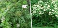   λευκό Λουλούδια κήπου Σαμπούκο, Κόκκινο-Εγκύων Γέροντας / Sambucus φωτογραφία