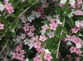  ピンク 庭の花 タニウツギ / Weigela フォト