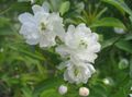   balts Dārza Ziedi Cerasus Grandulosa Foto