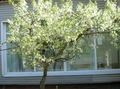   бял Градински цветове Вишна, Пай Череша / Cerasus vulgaris, Prunus cerasus снимка