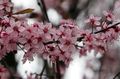   roosa Aias Lilli Hapu Kirss, Pirukas Kirss / Cerasus vulgaris, Prunus cerasus Foto