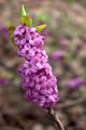   liliowy Ogrodowe Kwiaty Wrzos / Daphne zdjęcie
