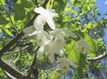   blanco Flores de jardín Silverbell, Árbol De Campanillas,  / Halesia Foto