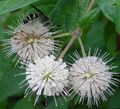   biely Záhradné kvety Buttonbush, Med Zvony, Honeyball, Tlačidlo Vŕba / Cephalanthus fotografie