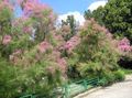   rosa Flores do Jardim Tamarisk, Árvore Athel, Cedro De Sal / Tamarix foto