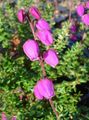   rožinis Sodo Gėlės Airijos Heath, Šv. Dabeoc Anketa Heath / Daboecia-cantabrica Nuotrauka