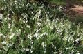   branco Flores do Jardim Heath Irlandês, St. Charneca De Dabeoc / Daboecia-cantabrica foto