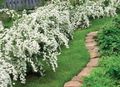   თეთრი ბაღის ყვავილები Deutzia სურათი