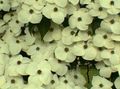   bela Vrtno Cvetje Kousa Dren, Kitajski Dren, Japonski Dren / Cornus-kousa fotografija