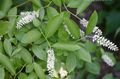   hvítur garður blóm Waxflower / Jamesia americana mynd