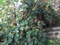   valge Aias Lilli Murakas / Rubus fruticosus Foto