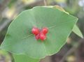   赤 庭の花 黄色のつるスイカズラ / Lonicera prolifera フォト