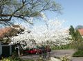   bela Vrtno Cvetje Shadbush, Zasneženih Mespilus / Amelanchier fotografija