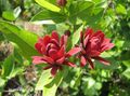   rdeča Vrtno Cvetje Sladko Grm, Carolina Piment, Jagoda Grm, Bubby Bush, Sladko Betsy / Calycanthus fotografija