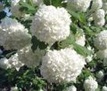   blanc les fleurs du jardin Viburnum Européen De Canneberge, Européen Brousse Boule De Neige, Guelder Rose Photo