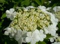   biały Ogrodowe Kwiaty Europejski Kalina Żurawina, Europejska Śnieżki Krzak, Kalina Koralowa / Viburnum zdjęcie