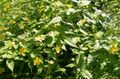   buí bláthanna gairdín Japanese Kerria, Japanese Ardaigh, D'ardaigh Cásca Photo