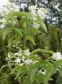   branco Flores do Jardim Bladdernut Americano / Staphylea foto